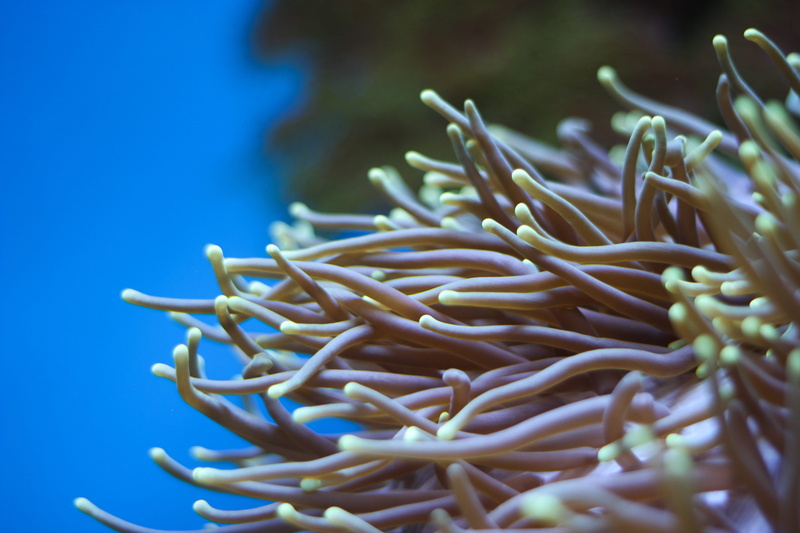 day, berlin, one animal, zoologischer garten, blue, underwater, sea, animals in the wild, close-up, selective focus, sea life, coral, undersea, 5K, animal themes