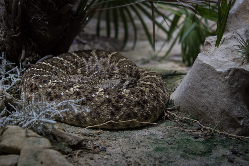 eye, snake, rock, berlin, tree, focus on foreground, animal themes, plant, day, germany, land, solid, texture, selective focus, no people, reptile, scales