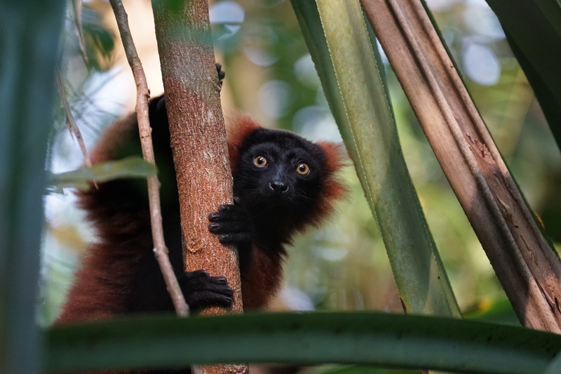 selective focus, day, 5K, tropical, primate, one animal, looking at camera, animal, animal wildlife, outdoors, low angle view, masoala, bamboo - plant