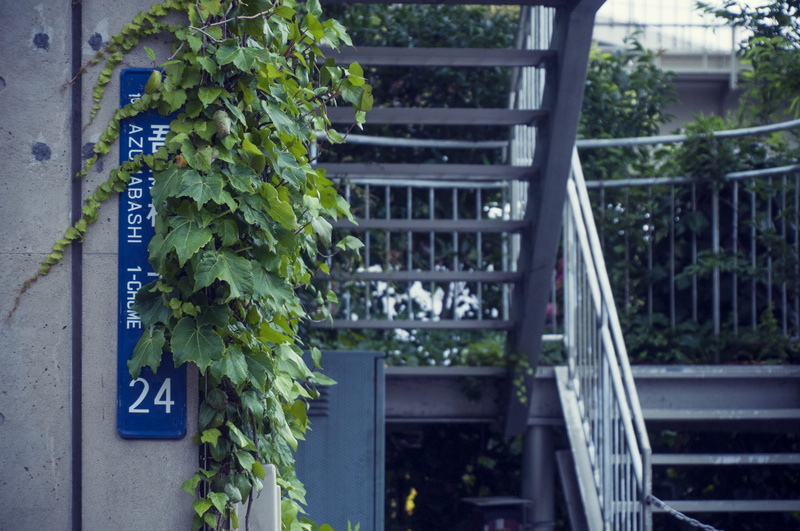 fence, azumabashi, outdoors, focus on foreground, nature, japan, boundary, green, built structure, hedera, growth, day, close-up, wall, stairs, leaf, barrier