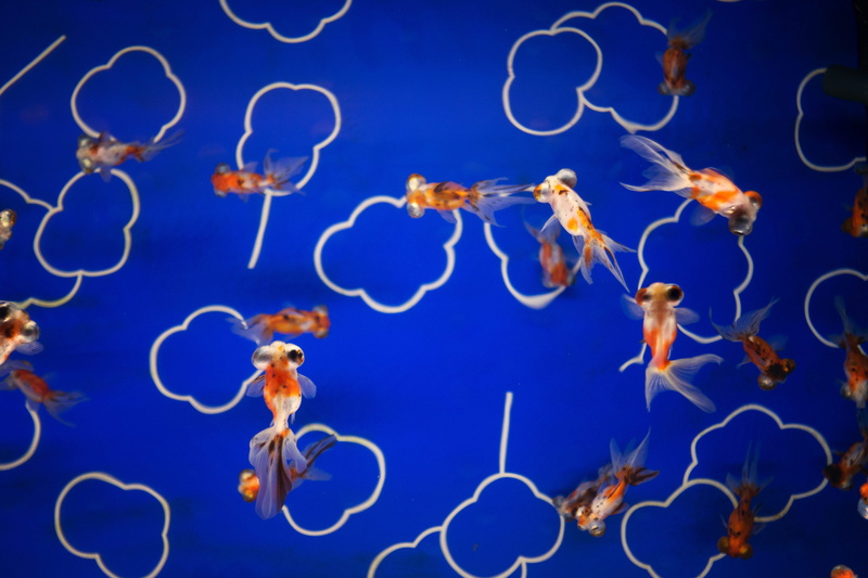 alphabet, animal wildlife, water, jellyfish, sea life, large group of animals, no people, animals in captivity, sea anemone, sport, blue background, animals in the wild