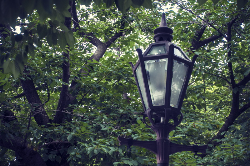 green, forest, metal, day, branch, cherry, outdoors, sakura, low angle view, sumida park, lamp, hanging, 4K, growth, lighting equipment, japan, taitō