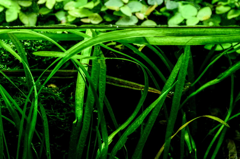 sub water, black background, cool, growth, public domain, wet, raindrop, plant part, blade of grass, cc0, beauty in nature, close-up, purity, water level