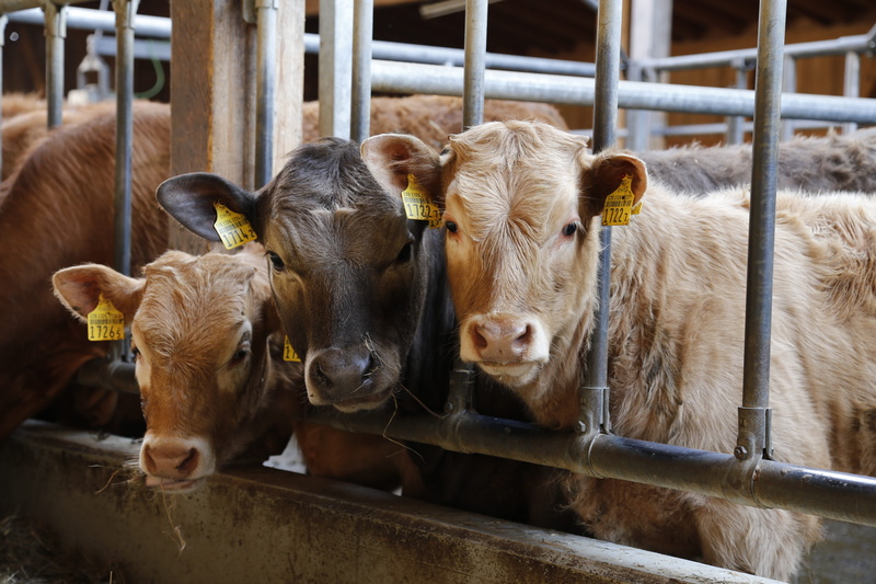 animal pen, animal themes, outdoors, agriculture, calf, young animal, animal, fence, group of animals, barrier, herbivorous, cattle, pets, domestic animals