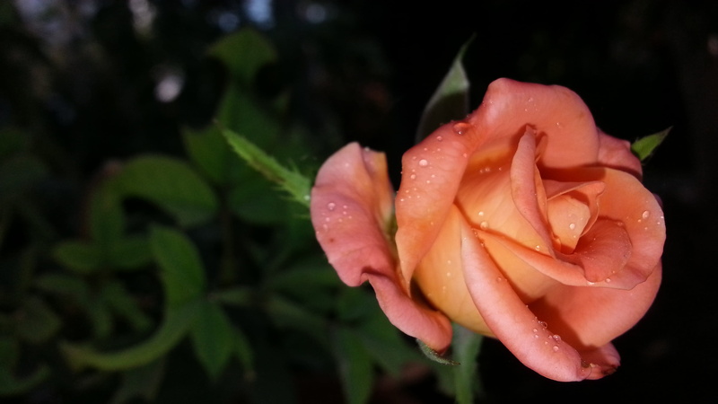 focus on foreground, sky, nature, flower, close-up, 2K, drop, freshness, flowering plant, cc0, vulnerability, rose, amazing photos, wet, no people, plant