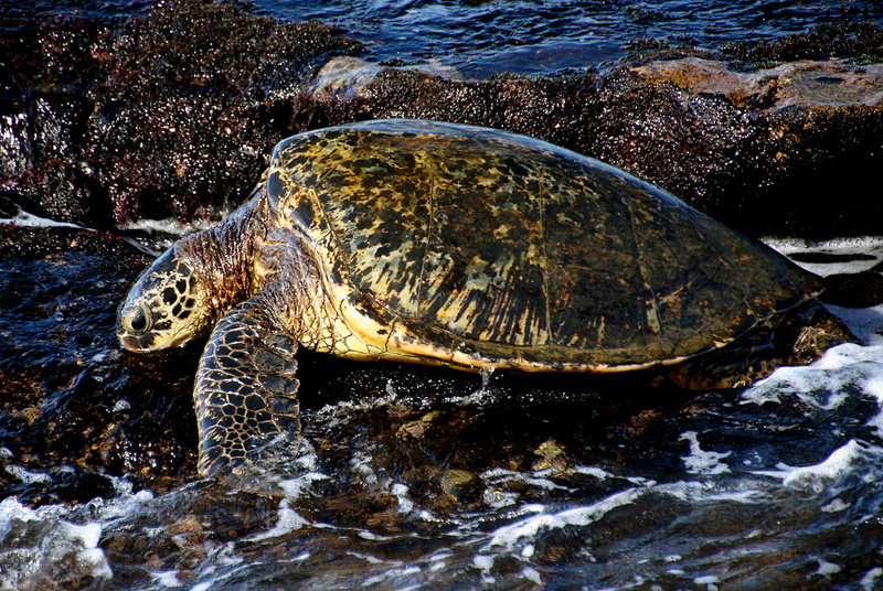Marine Life, Green Turtles, Public Domain, sea Turtle, Hawaii, animal, wildlife, CC0, reptile, Dedication, Green Turtle, turtle, brown, water, 1080P, sea