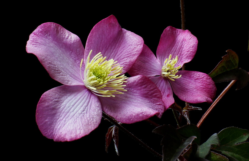 Public Domain, purple, Clematis Montana, flowers, petaled, clematis, petal, Elizabeth, photos, montana, close-up, flower Head, Dedication, plant, 1080P
