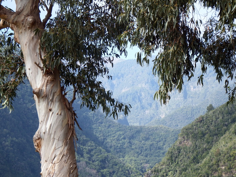 landscape, los tilos, land, plant, environment, san andrés y sauces, cc0, ravine, day, mountain range, branch, outdoors, non-urban scene, 4K, no people