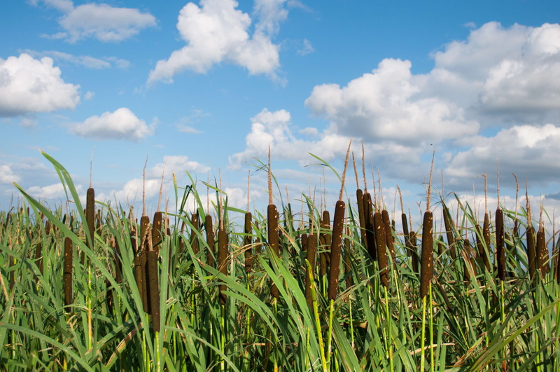shore, water, cc0, water reed, sky, reflection, tranquility, beauty in nature, field, agriculture, environment, photo, cereal plant, crop, cloud - sky