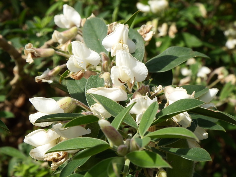 la palma, petal, springtime, tagasaste, leaf, focus on foreground, green color, no people, flowering plant, outdoors, nature, cytisus proliferus, plant part