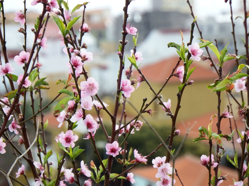 peach-tree, la palma, focus on foreground, san andrés y sauces, day, cherry blossom, springtime, purple, nature, cc0, close-up, freshness, llano clara
