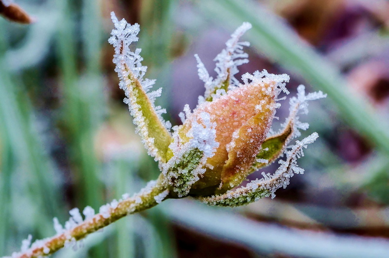 selective focus, no people, cold temperature, outdoors, garden, cc0, winter, 2K, leaf, close-up, backyard, growth, frozen, flowering plant, flower bud