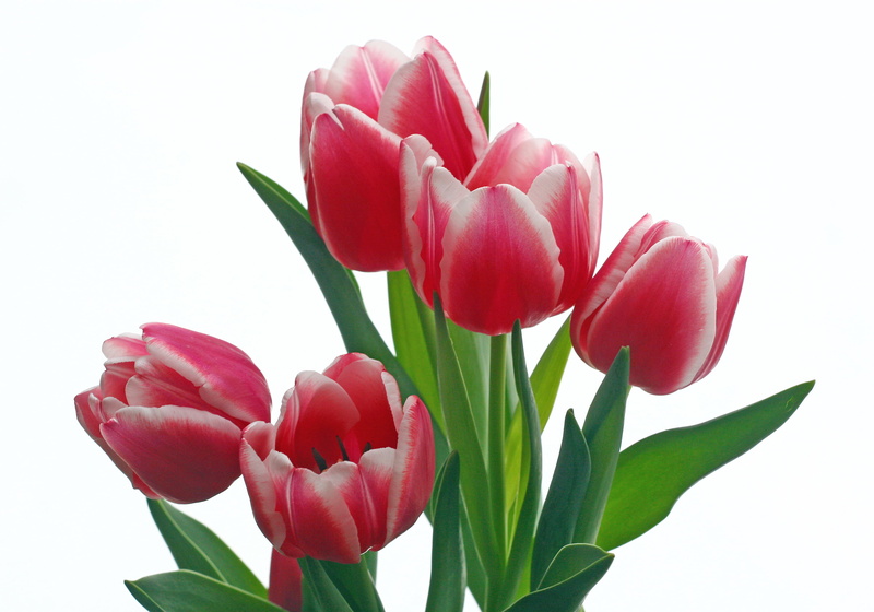 white flower, white, pink Color, tulips, pink, flowers, bouquet, whiteground, flower, nature, petal, flower Head, 2K, springtime, tulip, plant