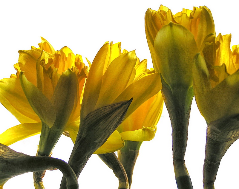 720P, petal, flower, flowers, tulip, photography, springtime, backlit, Daffodils, nature, plant, closeup photography, flower Head, closeup, yellow, whiteground