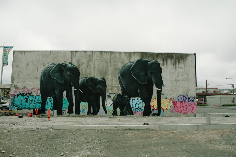 outdoors, architecture, graffiti, built structure, city, domestic animals, nature, new zealand, no people, 1080P, group of animals, domestic, elephants
