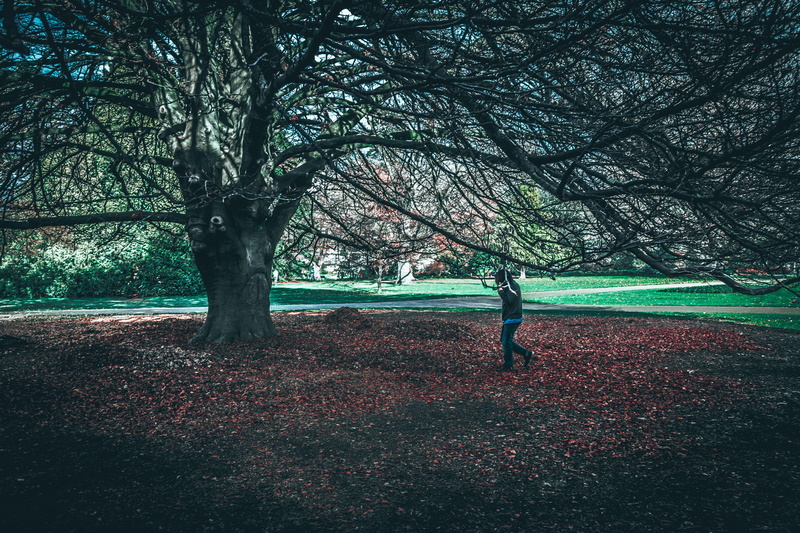 full length, plant, christchurch, mood, tranquility, outdoors, standing, trunk, lifestyles, the old vicarage cafe, park, trees, tree, day, land, new zealand