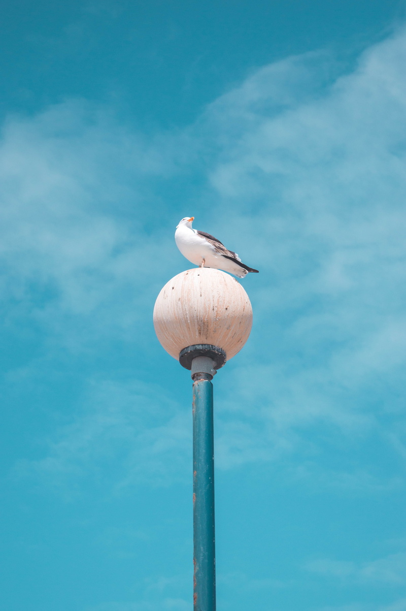 seagull, day, 5K, bird, outdoors, blue, vertebrate, beach, lighting equipment, new zealand, lamp, animal themes, turquoise colored, cloud - sky, animals in the wild