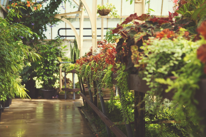 day, nature, garden, selective focus, greenhouse, plant part, botanic, botanics, gardening, focus on foreground, green color, new zealand, botanical garden