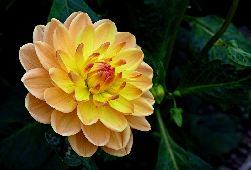2K, petals, bloom, leaf, focus on foreground, nature, no people, growth, oreti adele, dahlia, freshness, day, colorful, petal, inflorescence, blossom