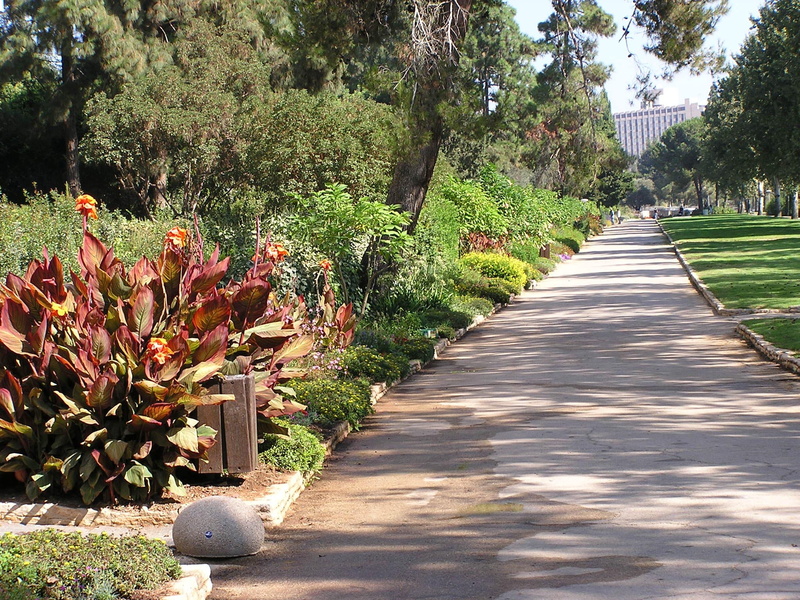 growth, park - Man Made Space, green Color, tranquil scene, footpath, public domain, day, Israel, hebrew university, road, photos, tranquility, nature
