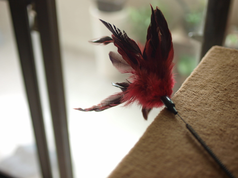 selective focus, window, flicker bird, wax seal, moss, glass - material, cardinal, vertebrate, bird, figurine, flying, red, bee eater, close-up, indoors