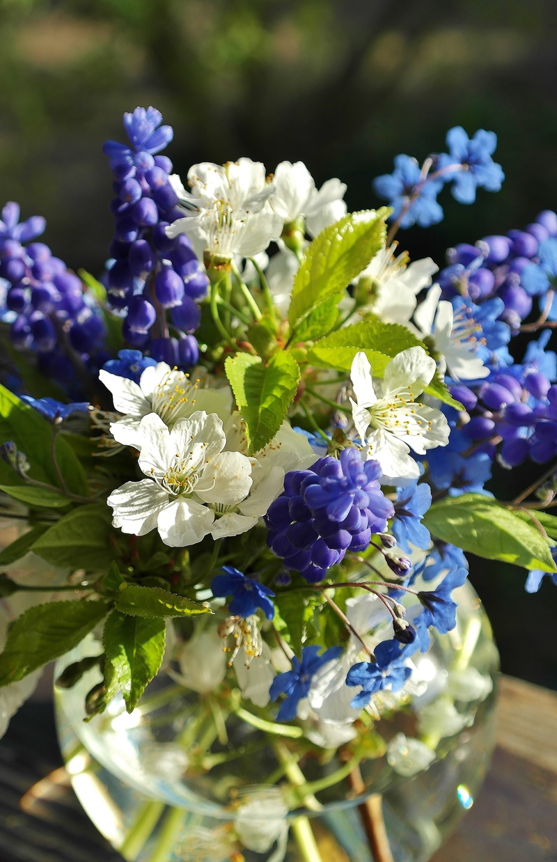 vulnerability, flowering plant, flower head, white, bouquet, sour cherry, color, bouquet of flowers, day, lavender, forget me not, purple, water, flora