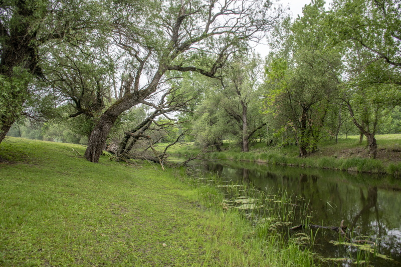 outdoors, no people, spring, green, tranquil scene, swamp, growth, landscape, szolnok, non-urban scene, day, grass, forest, nature, tree, plant, scenics - nature