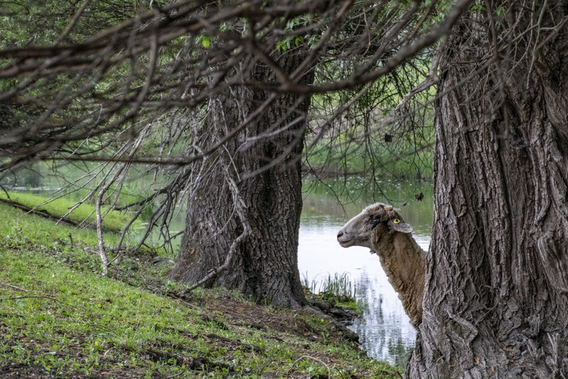 sheep, animal themes, vertebrate, 4K, lamb, forest, animal wildlife, cute, tree trunk, nature, outdoors, domestic animals, trunk, animals, spring, domestic