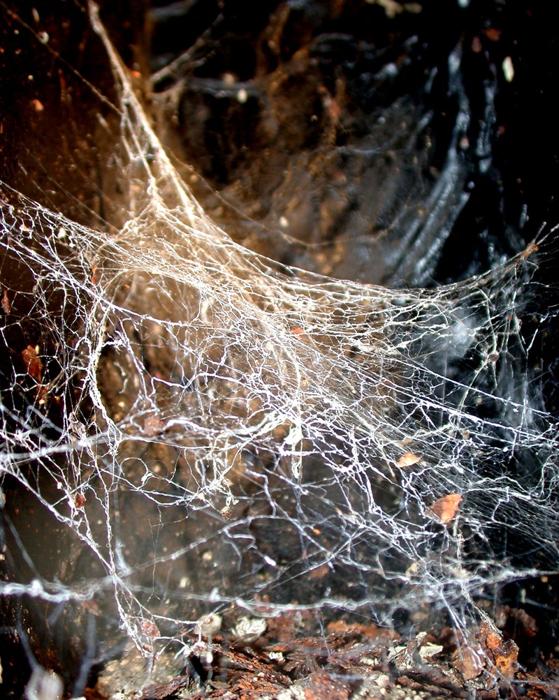 trapped, fragility, close, spider, branch, vulnerability, focus on foreground, close-up, photo, web, complexity, selective focus, intricacy, 1080P, trap