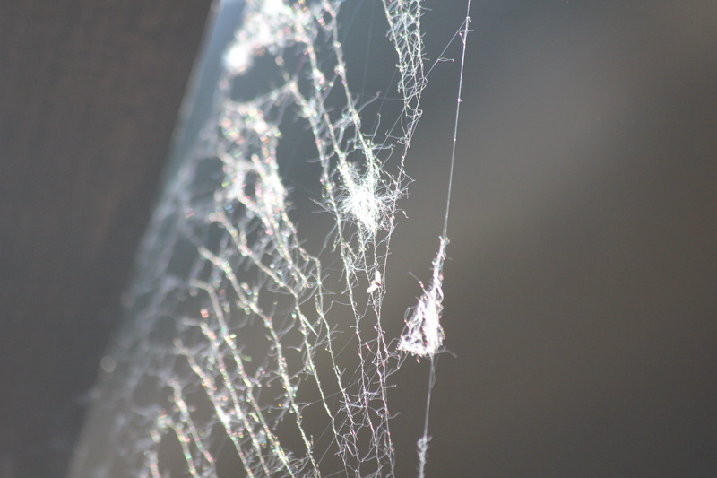 dandelion seed, focus on foreground, close-up, no people, outdoors, jumble, tranquility, network, night, trap, spider web, 5K, beauty in nature, vulnerability