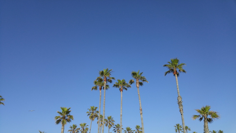 tree, sky, copy space, nature, tropical climate, coconut palm tree, venice, scenics - nature, day, trees, beauty in nature, clear, green, sunny, tall - high