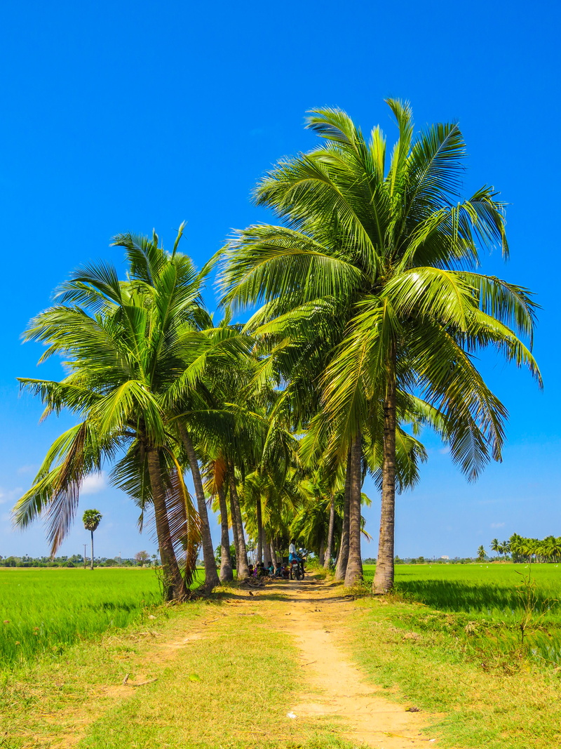 sunshine, tree, paddy, direction, field, beauty in nature, rice, travel destinations, coconut palm tree, group, summer, coconut, green color, blue, tranquil scene