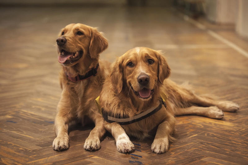 therapy, golden, animal, animal themes, pet, no people, domestic animals, flooring, dog, focus on foreground, portrait, looking at camera, sitting, vertebrate