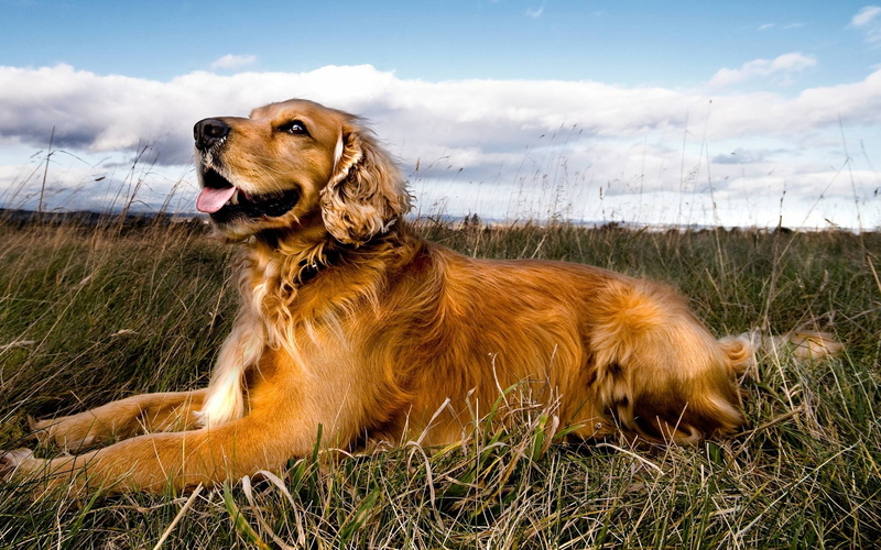 dogs, animals, retriever, hd, art, 2K, golden, Pets, Golden Retriever