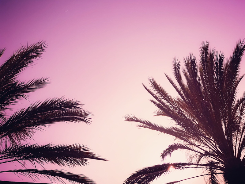 day, plant, 4K, low angle view, sky, tree, palm, clear sky, outdoors, palm leaf, los angeles, growth, leaf, colorful, tranquility, backgrounds, palm tree