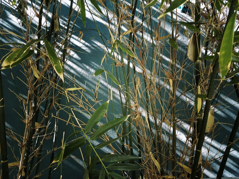 water, background, green, smartphone photography, nature, grass, united states, blue, beauty in nature, green color, nature photography, los angeles, digital