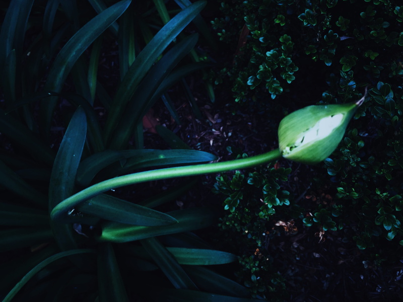 flowering plant, freshness, day, tones, dark, outdoors, los angeles, fleur, blue, flower bud, nature, botany, green color, white, plant part, field, wild