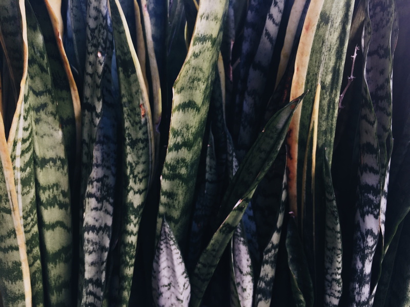 store, variation, los angeles, plants, close-up, choice, 2K, summer, botanical, indoors, abundance, textile, market, for sale, united states, backgrounds