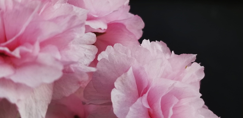 design, growth, text background, girly, spring, rose, fragility, background, softness, 4K, macro, dew, studio shot, springtime, beauty in nature, vulnerability
