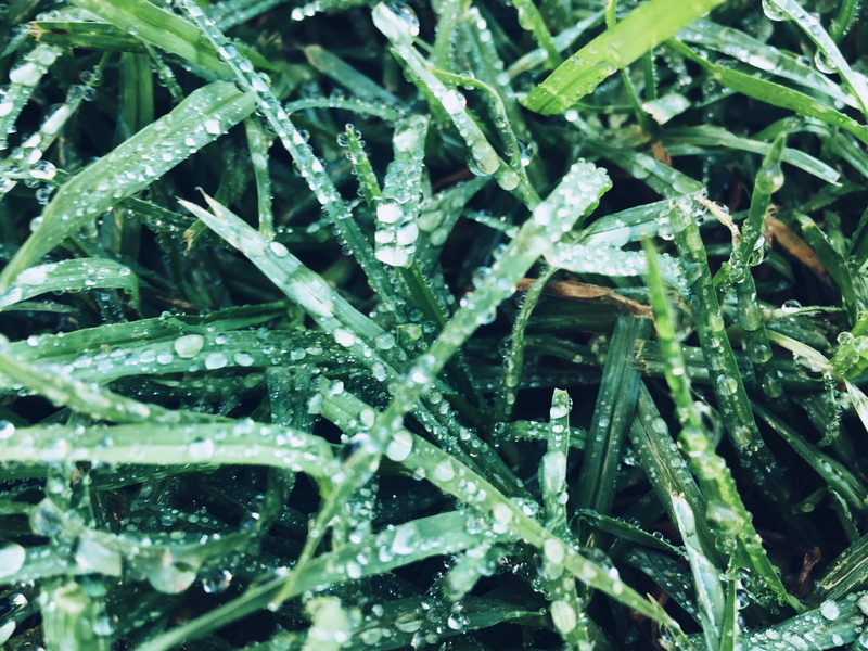 macro photography, dew, winter, los angeles, cold temperature, morning, grass, little tokyo, day, green color, close-up, california, green, beauty in nature