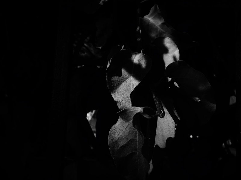 nature photography, black and white, creativity, freshness, dark, light, little tokyo, art and craft, night, representation, selective focus, background