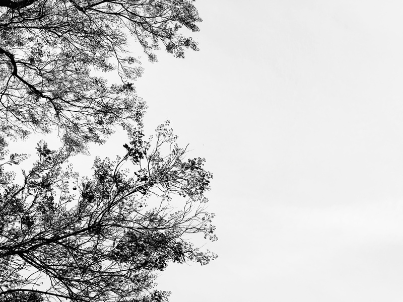 clouds, united states, no people, los angeles, high section, growth, silhouette, fall, outdoors, weather, tree, 2K, nature, minimal, photography, tranquility