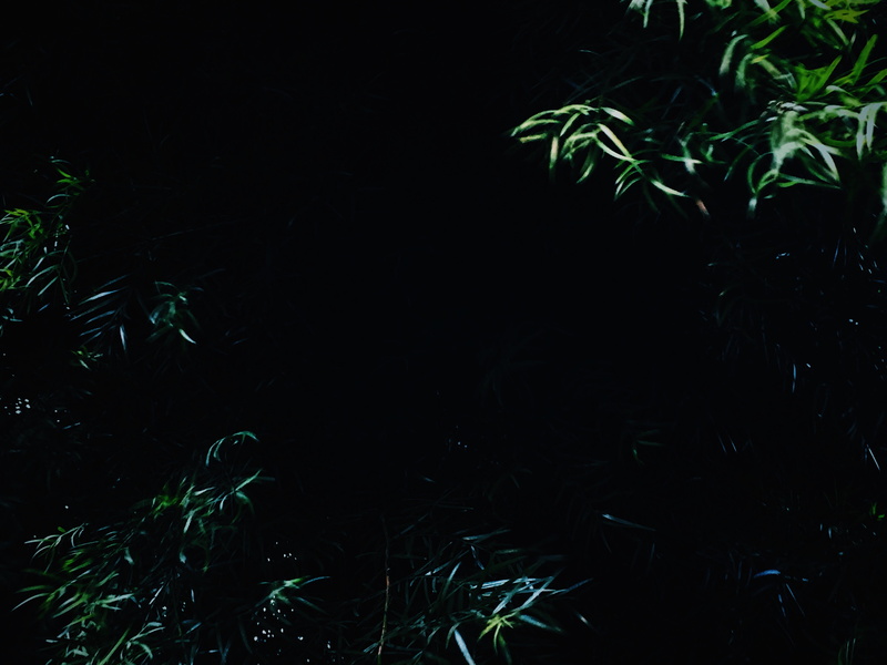 8K, dark, night, copy space, outdoors, photography, bamboo - plant, nature, little tokyo, mobile photography, close-up, united states, plant part, leaves