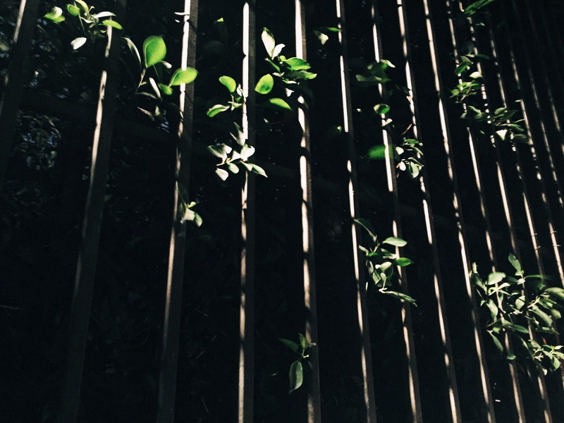 day, plant, beauty in nature, light, united states, low angle view, tranquility, no people, nature, sunlight, vulnerability, bamboo, fence, green color