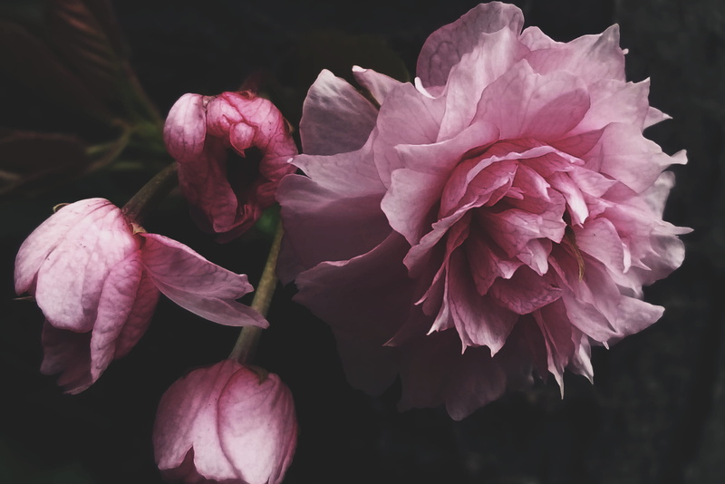 nature photography, nature, fragility, cool, petal, little tokyo, macro, spring, text background, background, blog background, close-up, growth, blossom