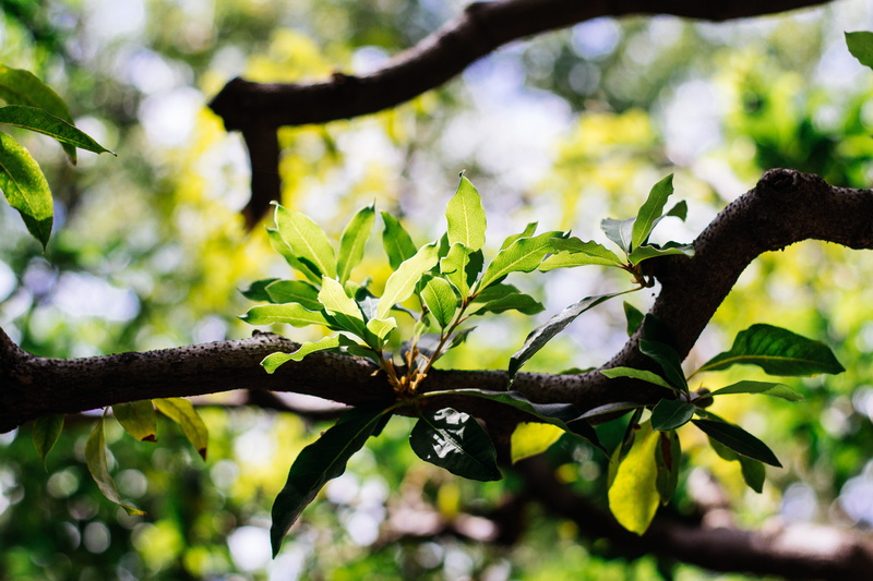 5K, bright, united states, nature, tree, green, plant, twig, outdoors, sunlight, shadows, plant part, beauty in nature, focus on foreground, flora, low angle view