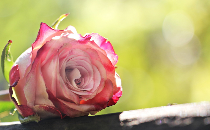 beauty in nature, single rose, pink, background, pink white, love, beautiful, close-up, pink white rose, nature, queen of flowers, pink Color, flowering plant