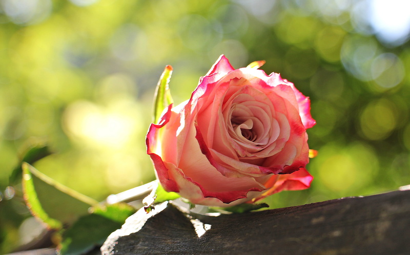 pink, floribunda, rose - flower, pink white rose, vulnerability, outdoors, flower head, focus on foreground, bud, rosaceae, petal, inflorescence, flora