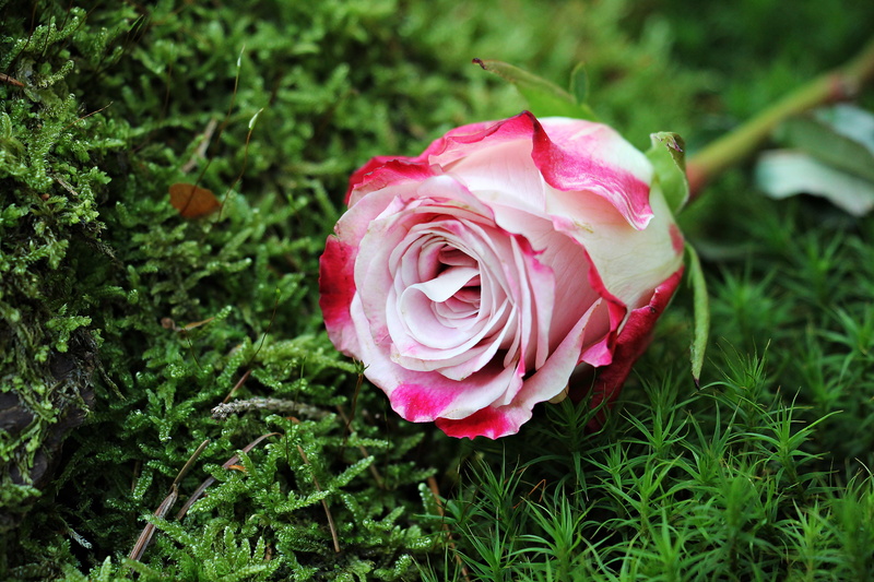 single rose, rose, individually, romantic, petal, white, green, rose - flower, no people, nature, beauty in nature, plant, beautiful, growth, floribunda