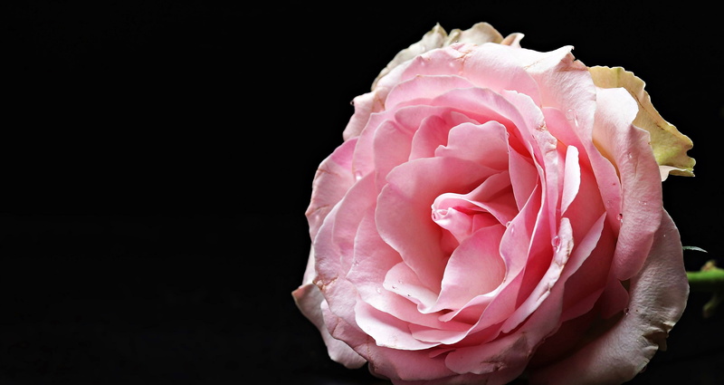 petal, greeting, culture rose, ornamental plant, greeting card, map, softness, flowering plant, flower head, beauty in nature, pink rose, bloom, freshness
